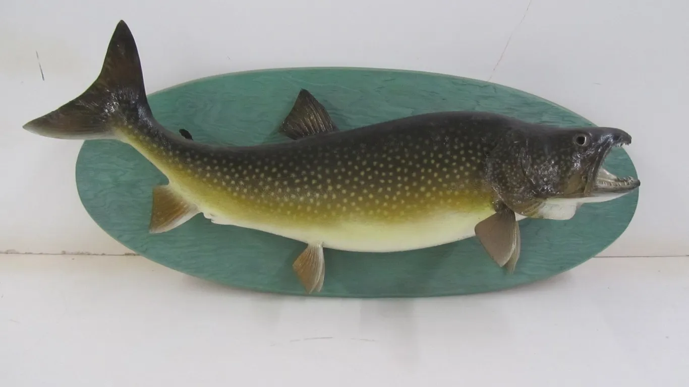 Large Lake Trout Taxidermy