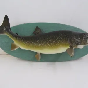 Large Lake Trout Taxidermy
