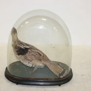 Bird Taxidermy Display