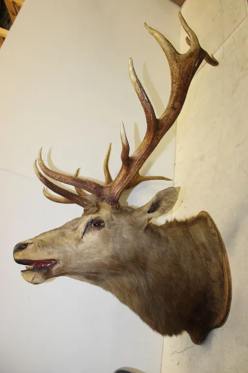 MASSIVE Elk Shoulder Mount
