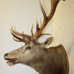 MASSIVE Elk Shoulder Mount