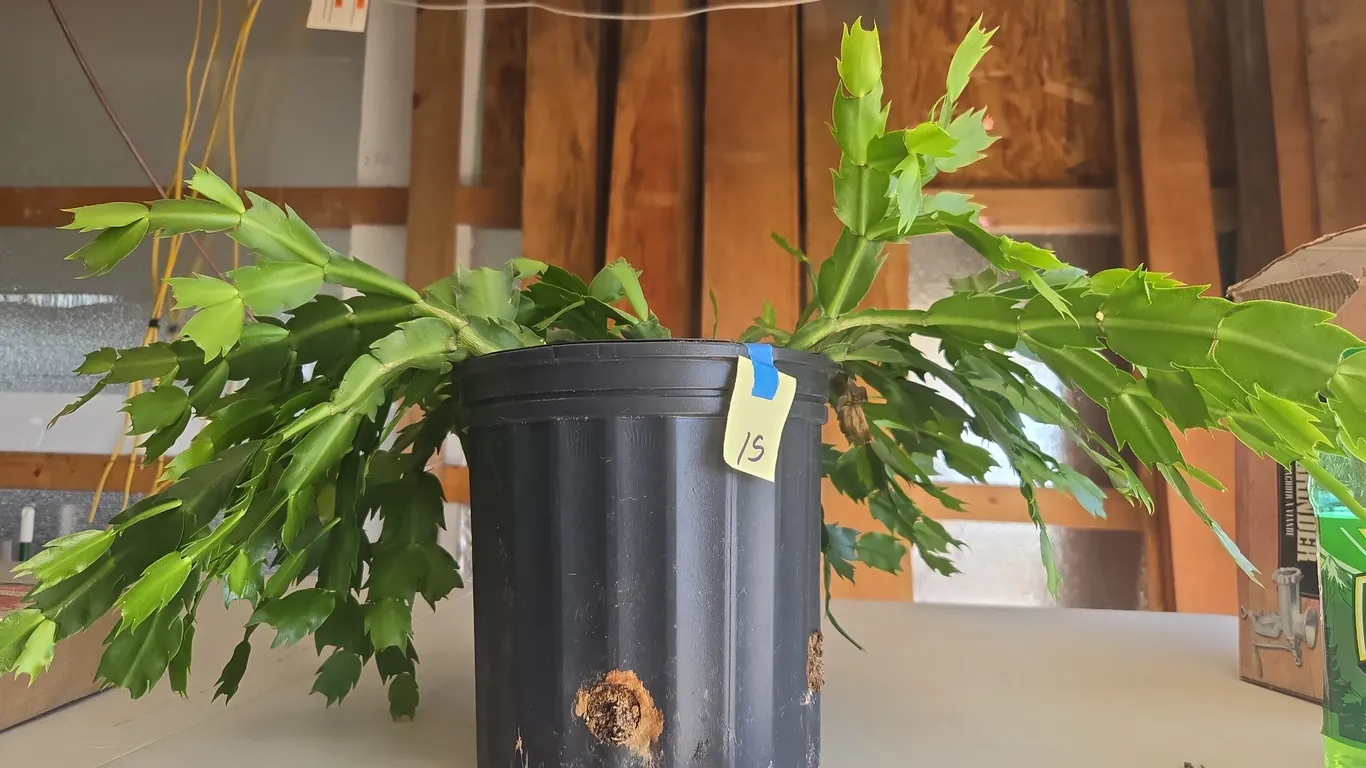 Living Christmas cactus