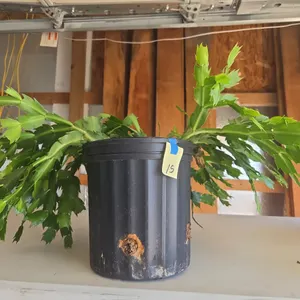 Living Christmas cactus