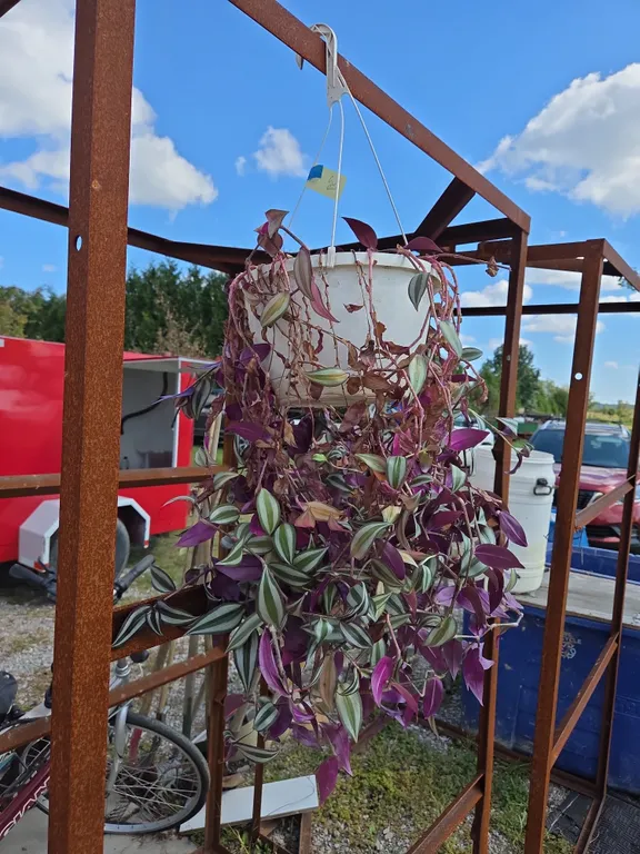 Wandering Jew hanging basket house plant