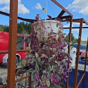 Wandering Jew hanging basket house plant