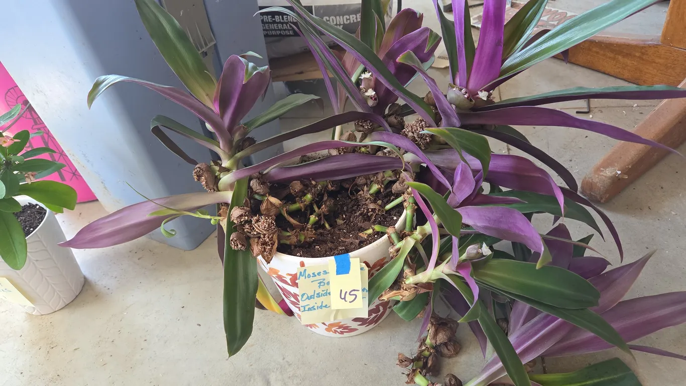 Moses in the cradle house plant