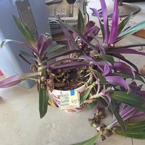 Moses in the cradle house plant