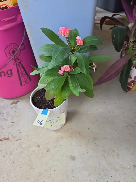 Crown of thorns house plant