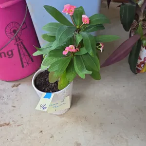 Crown of thorns house plant