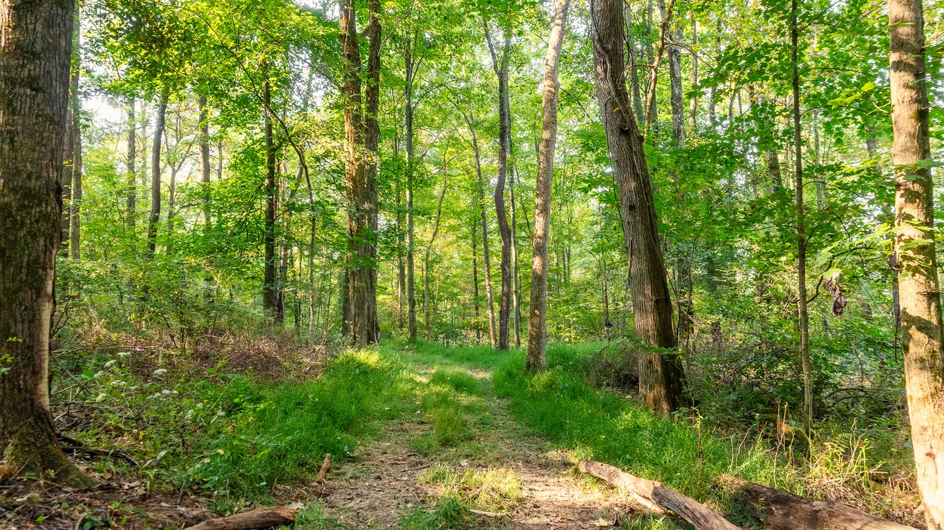 Parcel 2: 9 Acres