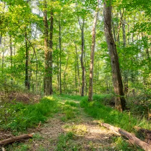 Parcel 2: 9 Acres