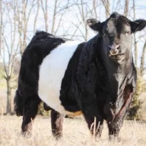 OFFSITE - 50 lb family pack of Manitoba premium home grown 18 days aged provincially inspected beef