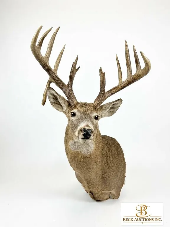Large Whitetail Deer Taxidermy Shoulder Mount with Tagged Antlers