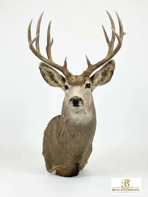 Trophy Mule Deer Shoulder Mount, Boone & Crockett Scored 172 With Tag, Large Antlers