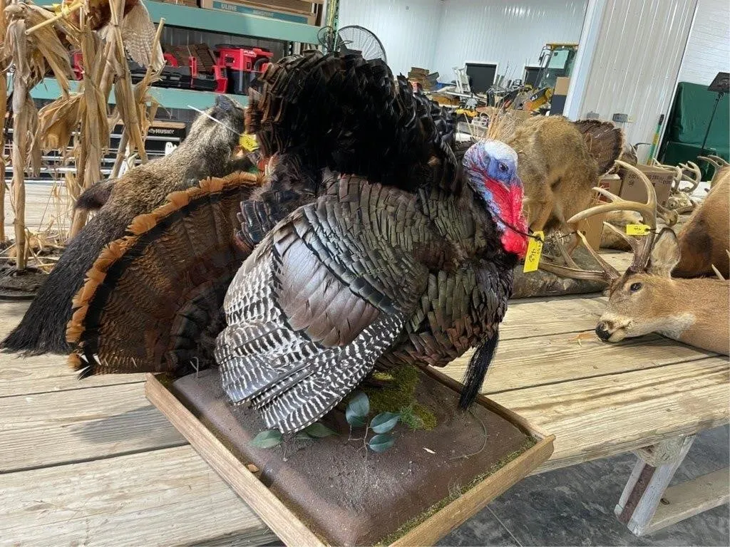 Full Body Turkey Mount