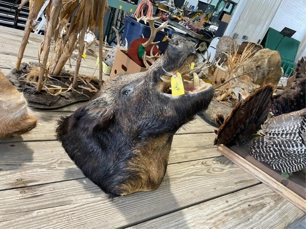 Wild Boar Head Mount