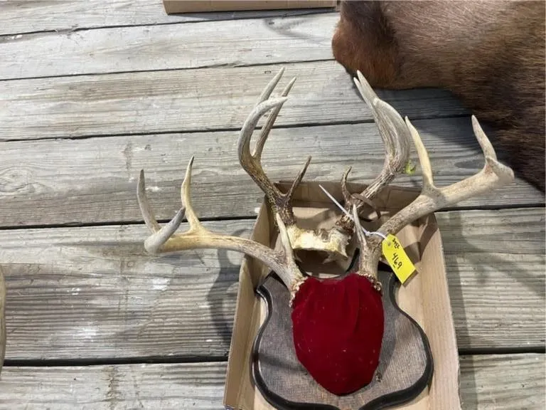 Plaque Mount & Deer Antlers