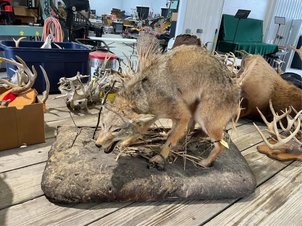 Coyote Full Body Mount