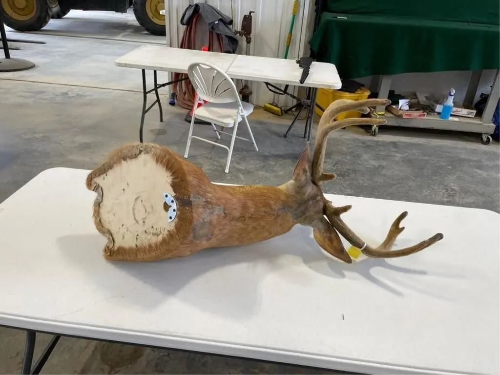 Whitetail Velvet Shoulder Mount