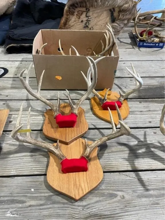 Box of Plaque Mounted Deer Antlers