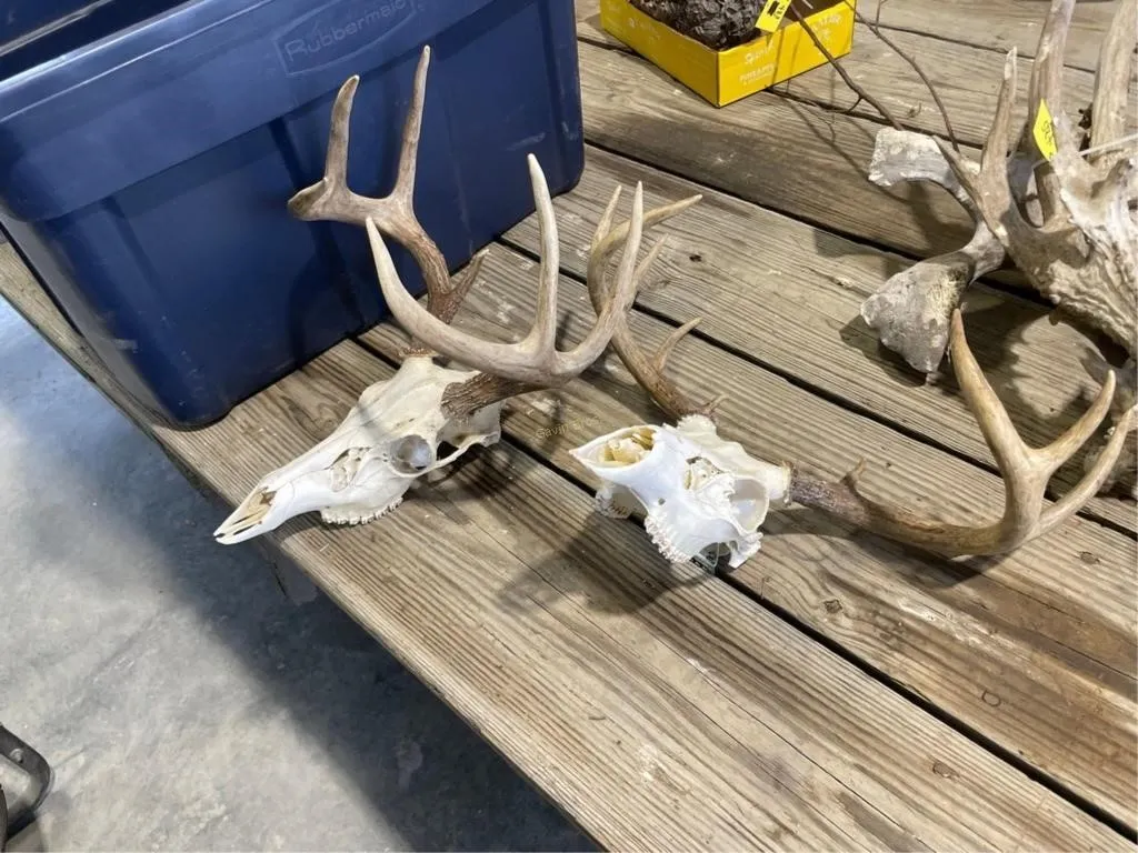 Tote of Deer Antlers