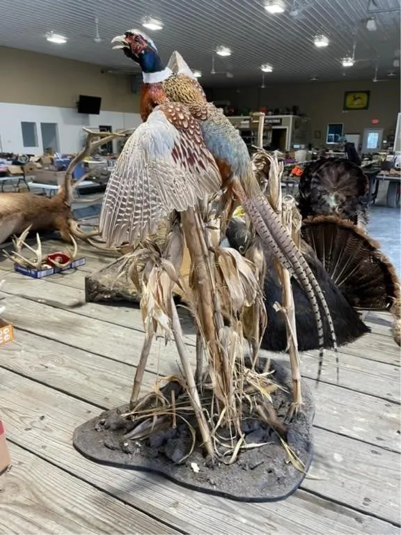 Pheasant mount