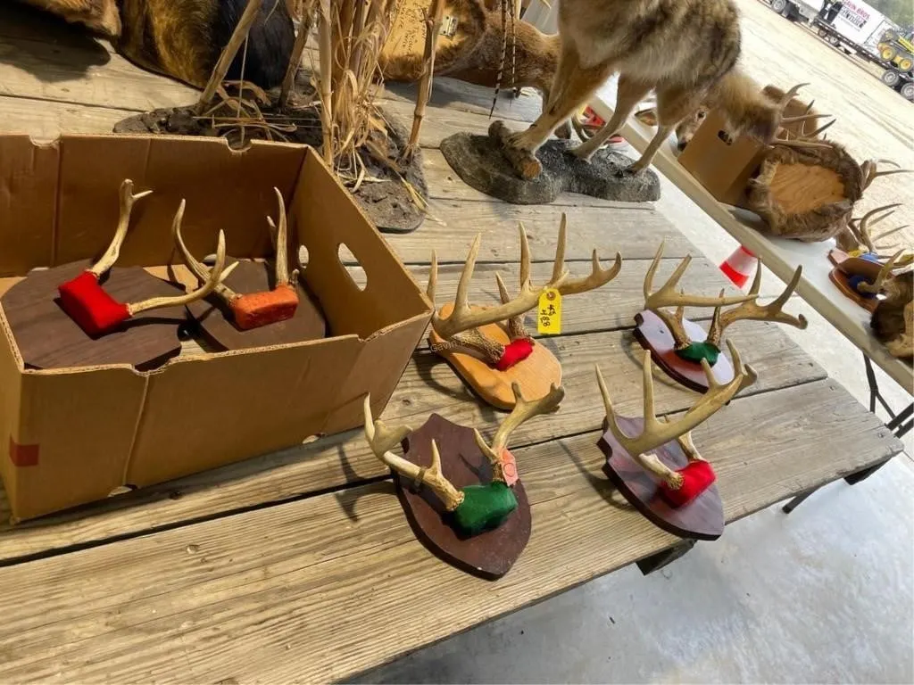 box of 6 whitetail deer rack mounts