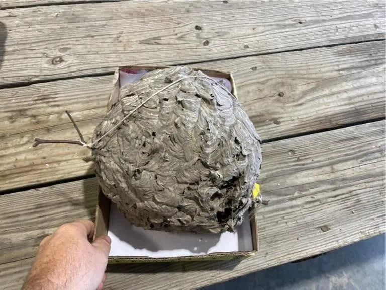 Bee Hive