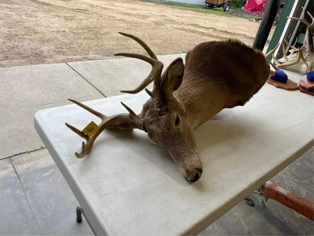 Whitetail Shoulder Mount 9 point