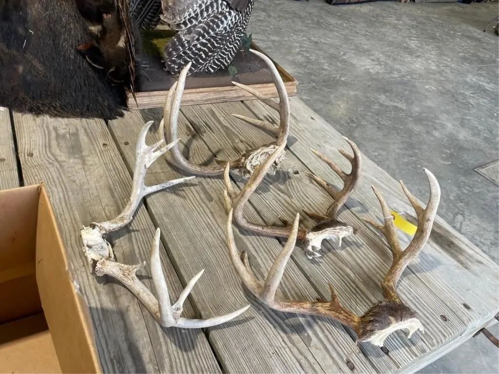 Box of 4 whitetail horns