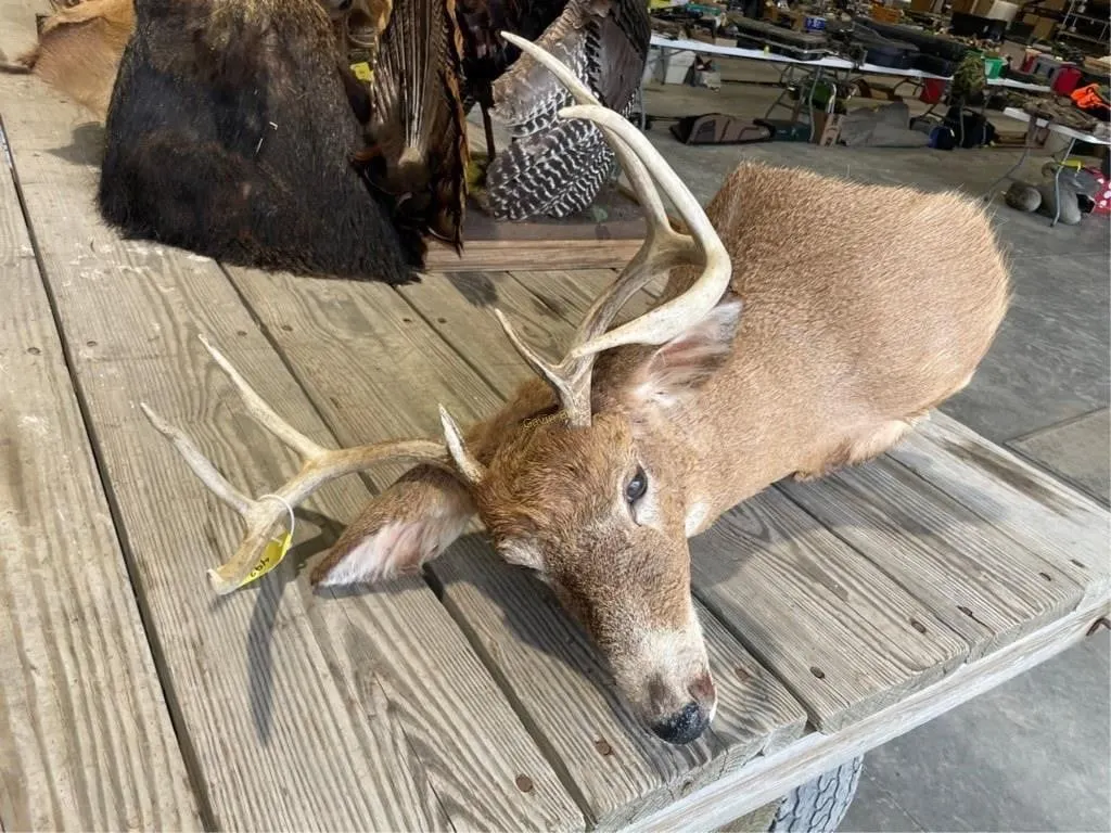 8 Point Shoulder Mount Whitetail