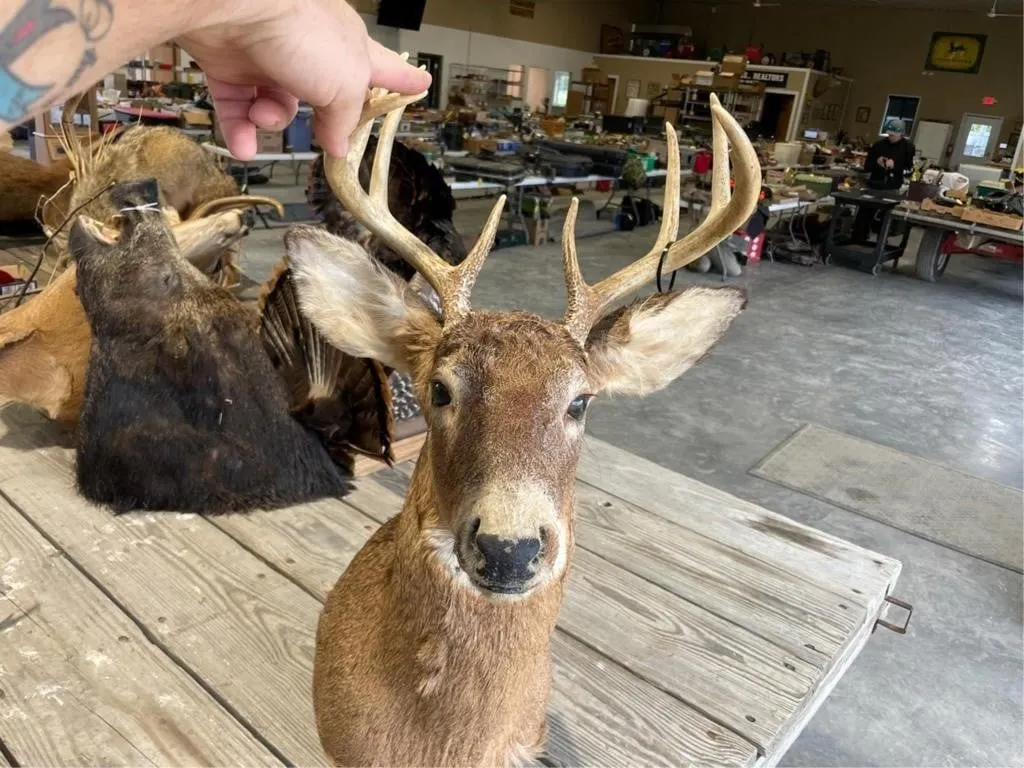 8 Point Shoulder Mount Whitetail