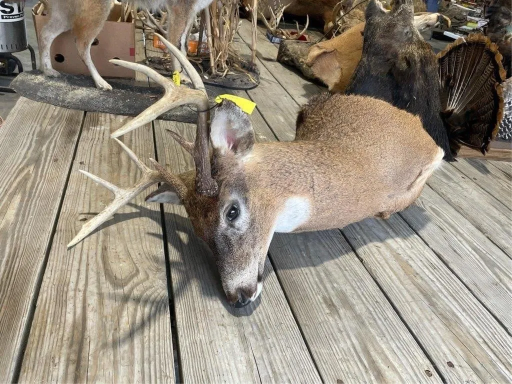 8 Point Shoulder Mount Whitetail