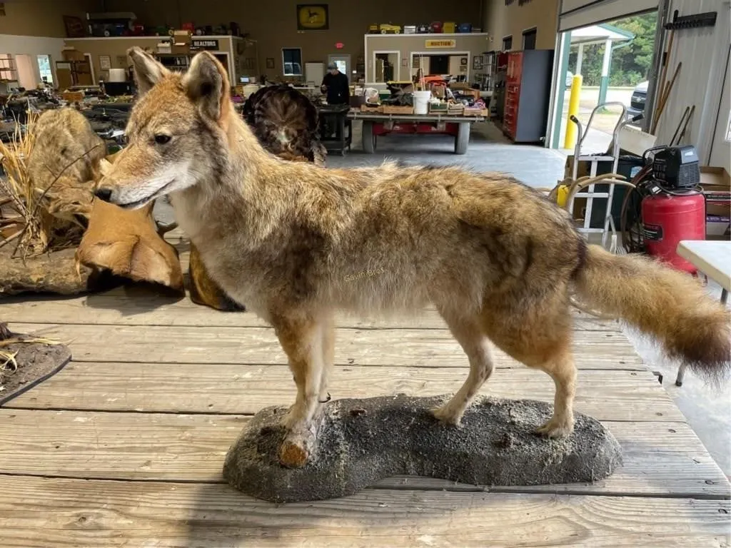 Full Coyote mount