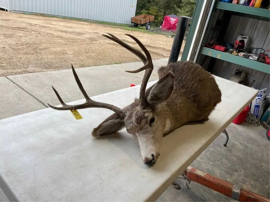 Shoulder Mount 7 point Whitetail