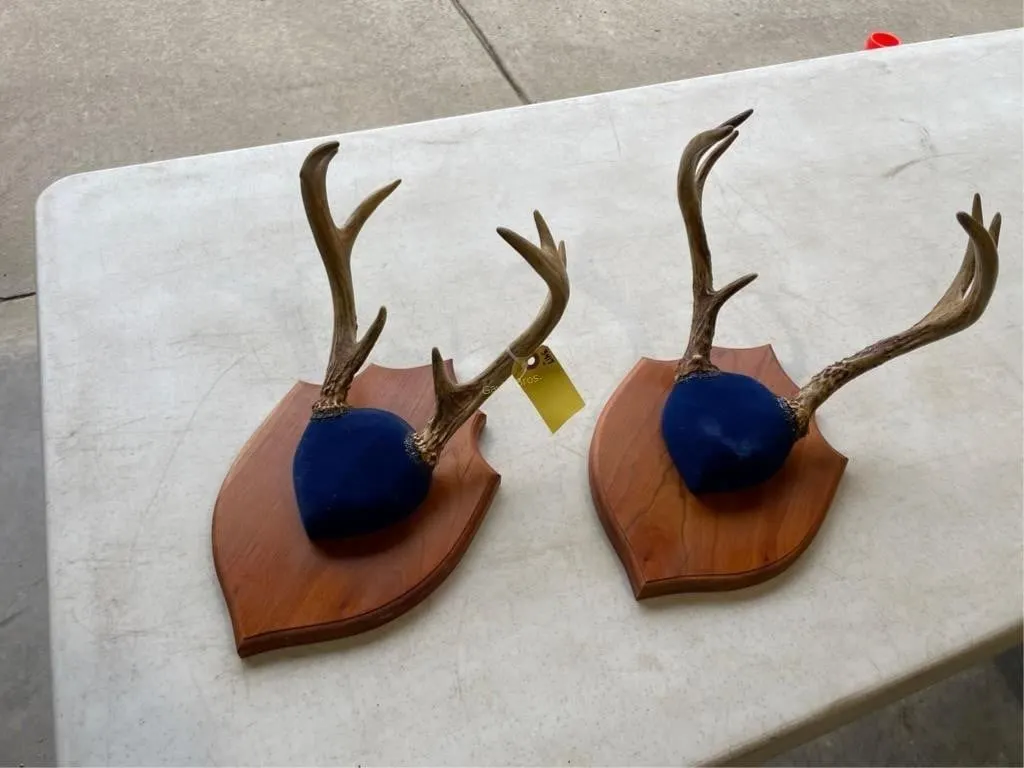 2-small Whitetail racks mounted