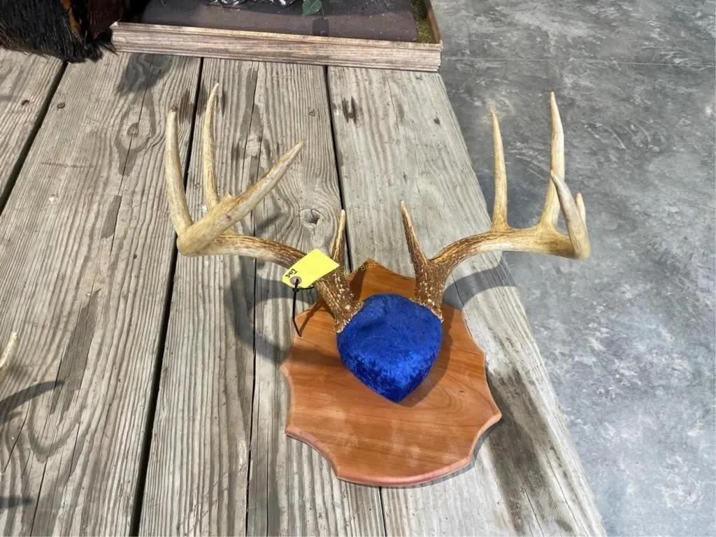 9 point Whitetail rack mount