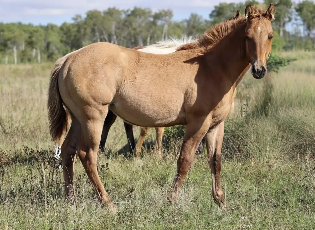 DHS ROSIE 2026 AQHA RED DUN FILLY