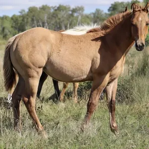 DHS ROSIE 2026 AQHA RED DUN FILLY