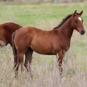 DHS SIMPLY STYLISH 2026 AQHA BAY FILLY
