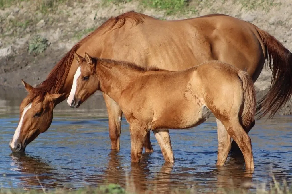 DHS FRENCH KISS 2026 AQHA RED DUN FILLY