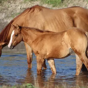 DHS FRENCH KISS 2026 AQHA RED DUN FILLY