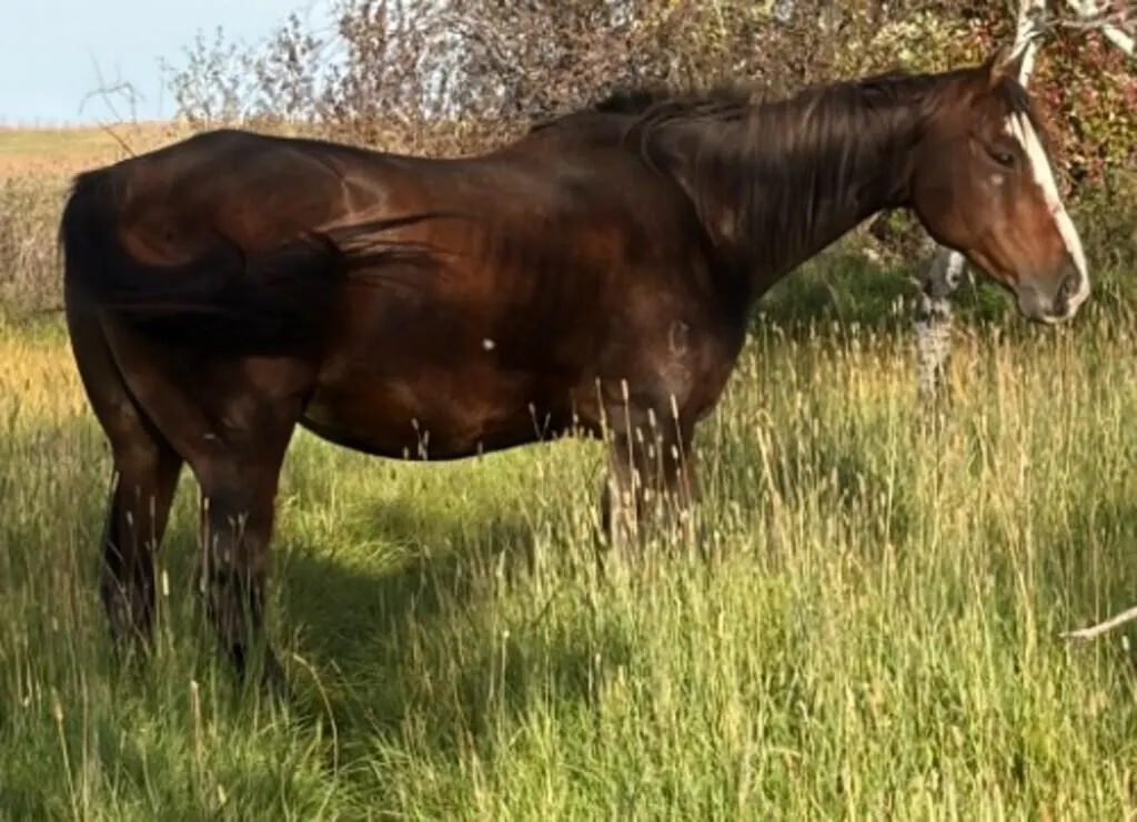 HOT FAME 2017 AQHA BAY MARE