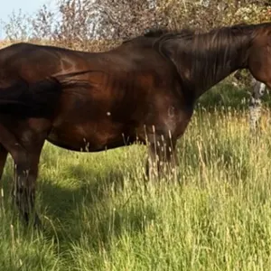 HOT FAME 2017 AQHA BAY MARE