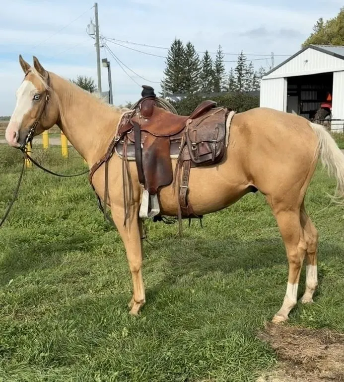 SAQ GUNNERS PINE DOC 2023 AQHA/APHA PALOMINO GELD