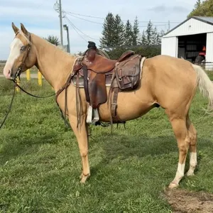 SAQ GUNNERS PINE DOC 2023 AQHA/APHA PALOMINO GELD
