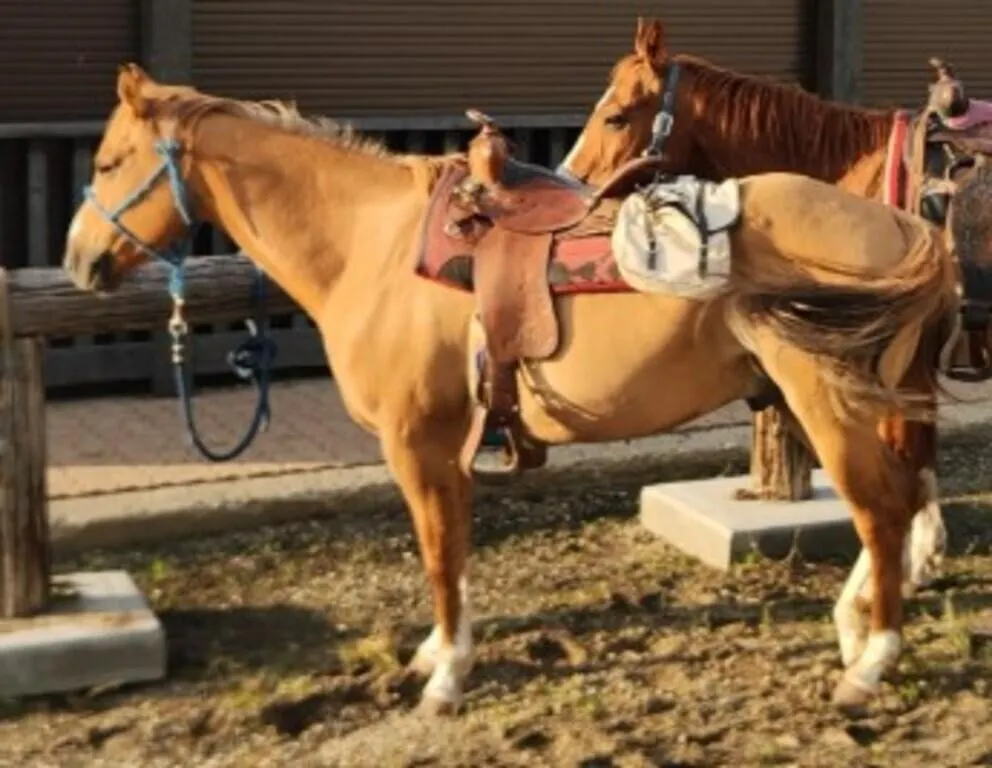 JASPER 2018 GRADE RED DUN GELDING