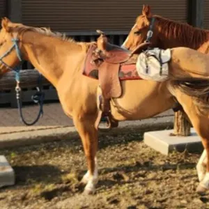 JASPER 2018 GRADE RED DUN GELDING