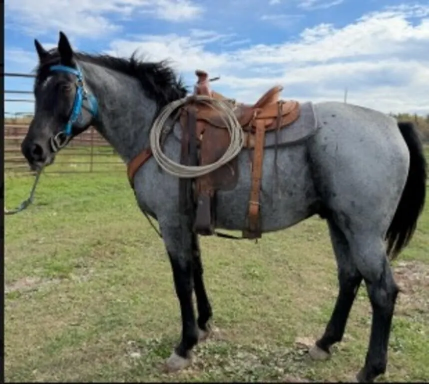 TUCKER 2013 GRADE BLUE ROAN GELDING
