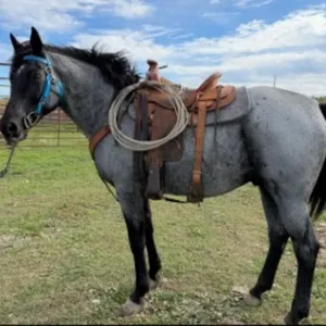 TUCKER 2013 GRADE BLUE ROAN GELDING